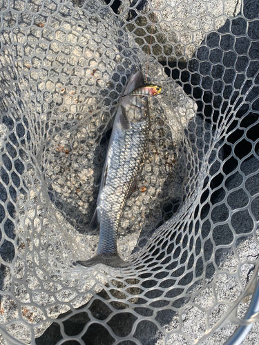 ニゴイの釣果