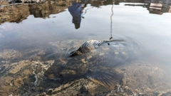 アイナメの釣果