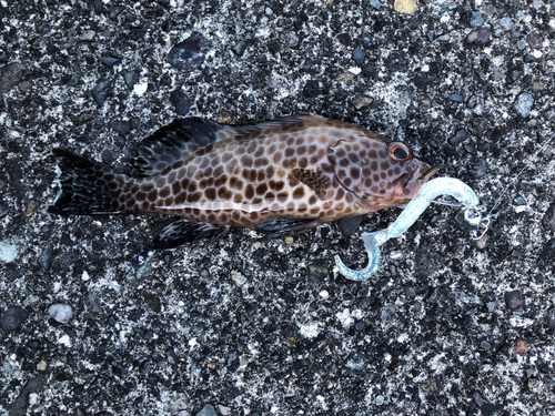 オオモンハタの釣果