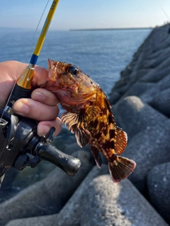 ガシラの釣果