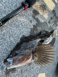 アイナメの釣果