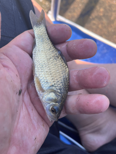 フナの釣果