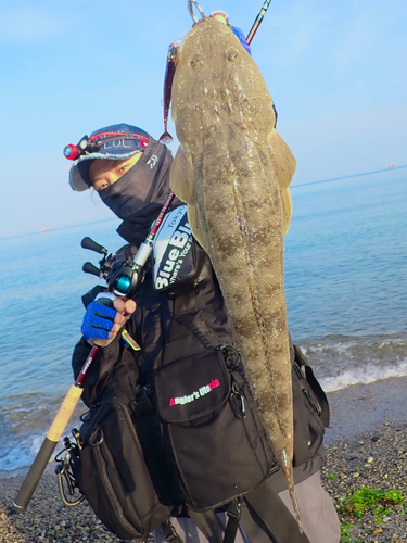 マゴチの釣果