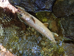 イワナの釣果