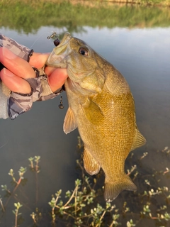スモールマウスバスの釣果