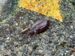 カミナリイカの釣果