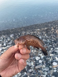 オオモンハタの釣果