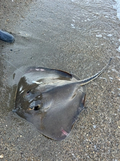 エイの釣果