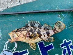 タケノコメバルの釣果