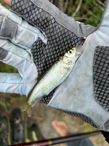 オイカワの釣果