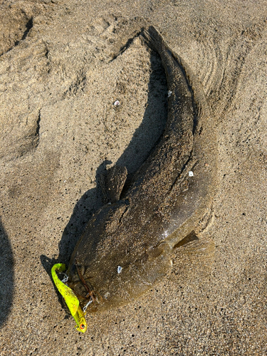 マゴチの釣果