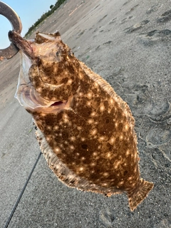 ヒラメの釣果