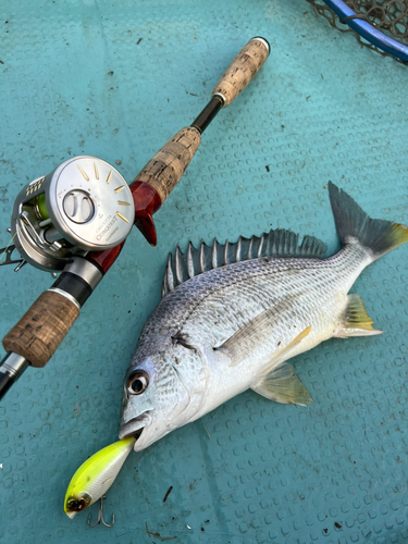 チヌの釣果