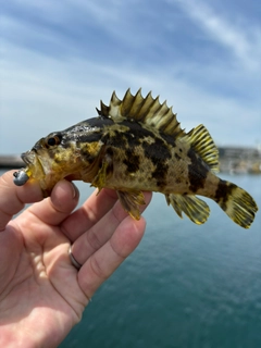 タケノコメバルの釣果