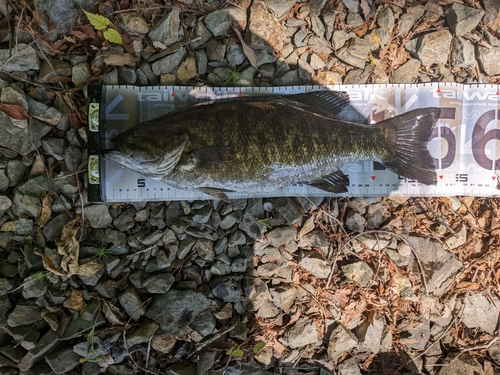 スモールマウスバスの釣果