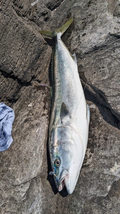 ブリの釣果