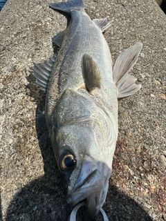 スズキの釣果