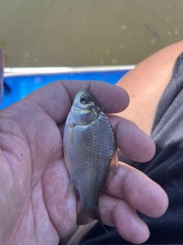 フナの釣果