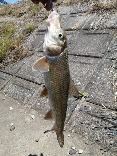 ニゴイの釣果