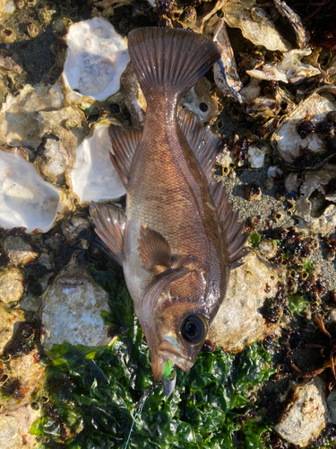 メバルの釣果