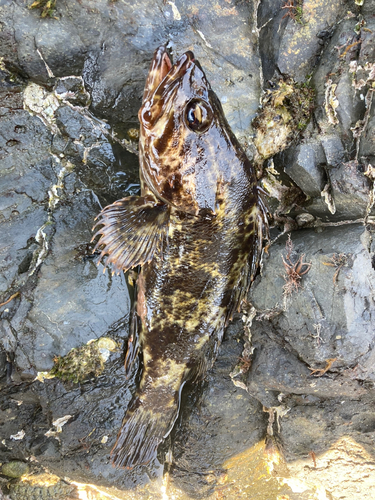 タケノコメバルの釣果