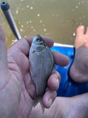 フナの釣果