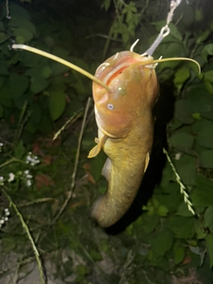 マナマズの釣果