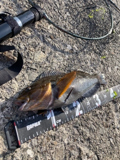 アブラコの釣果