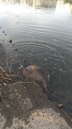 アカエイの釣果