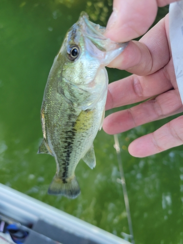 ラージマウスバスの釣果