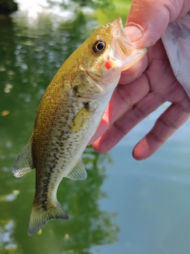 ラージマウスバスの釣果