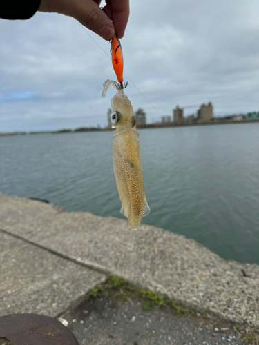 マメイカの釣果