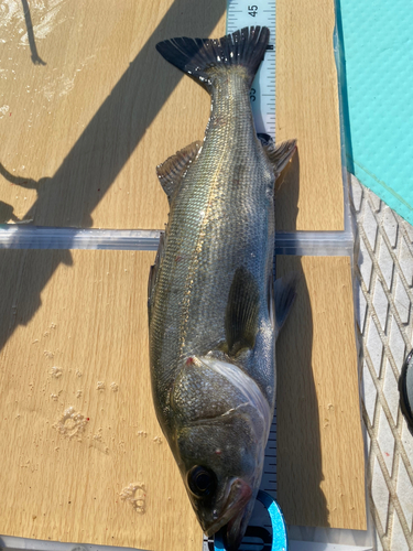 シーバスの釣果