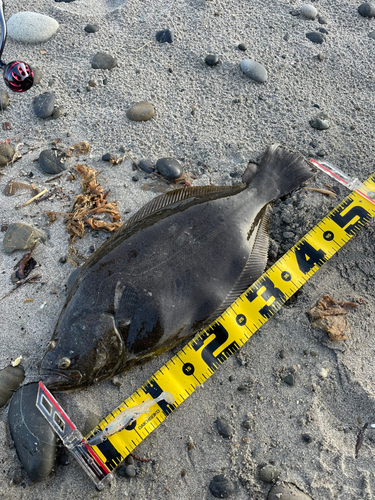 ヒラメの釣果