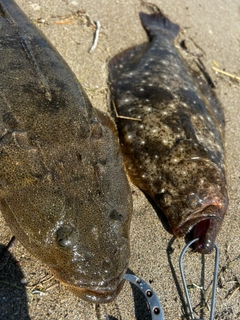 ヒラメの釣果