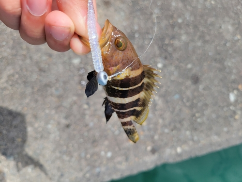 アオハタの釣果