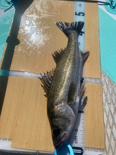 シーバスの釣果