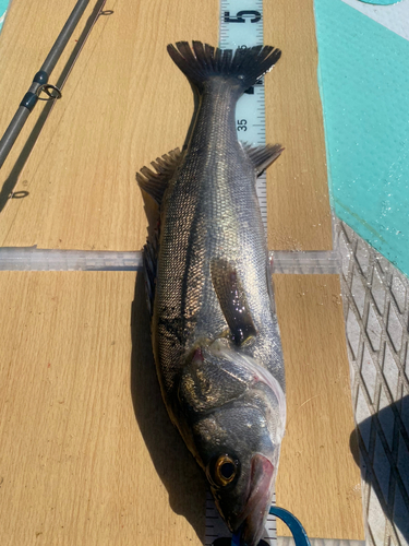 シーバスの釣果