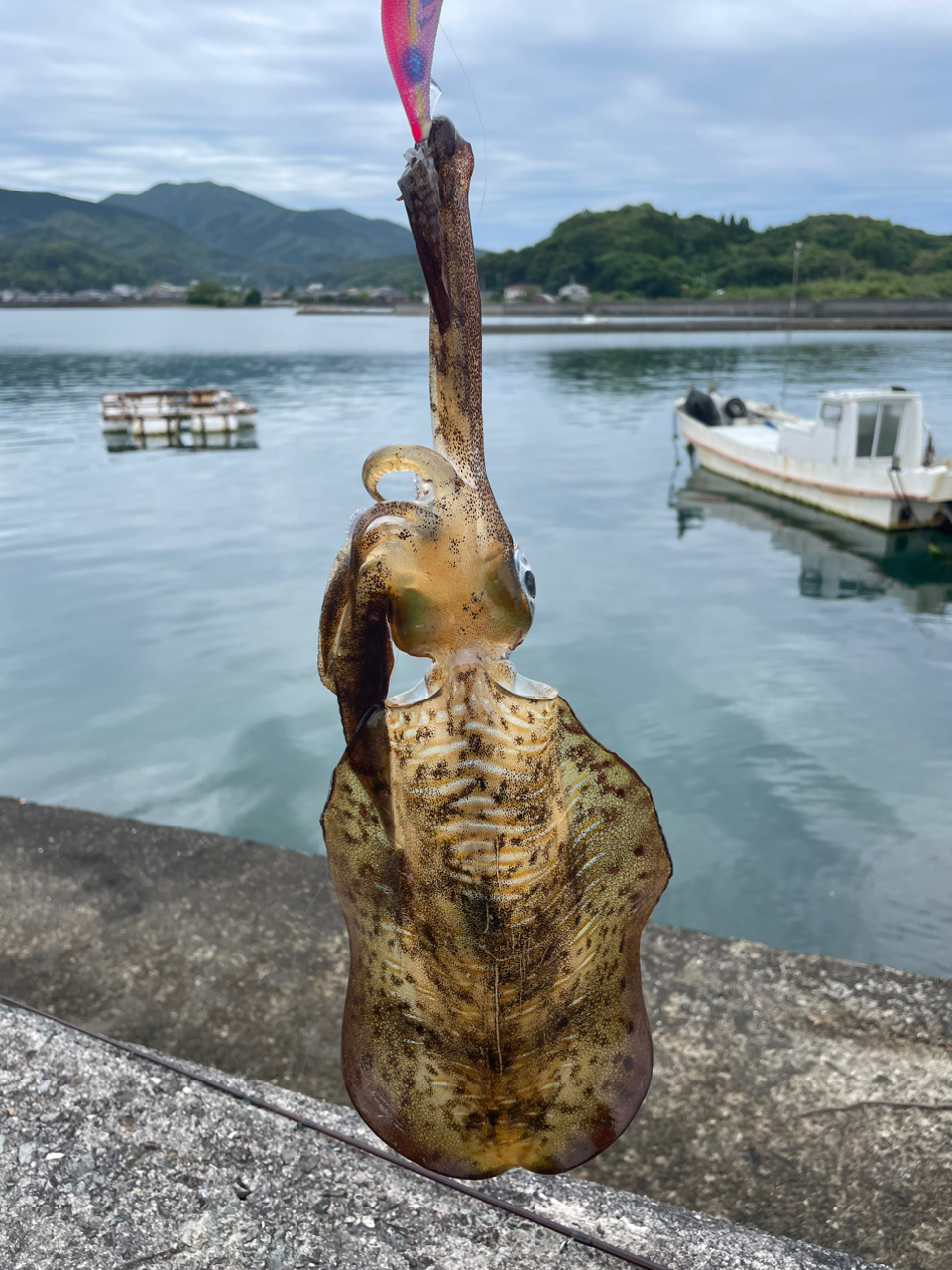 アオリイカ