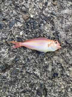 イトヨリダイの釣果