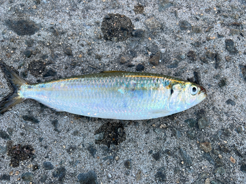 カタボシイワシの釣果