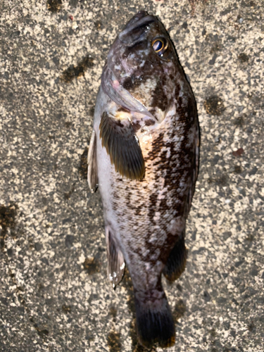 タケノコメバルの釣果