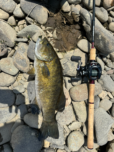 スモールマウスバスの釣果