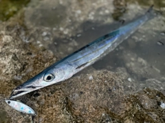 オニカマスの釣果