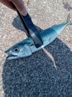 サバの釣果