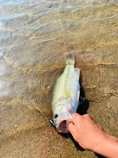 ラージマウスバスの釣果