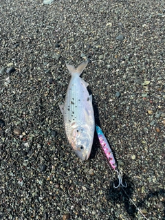 コノシロの釣果