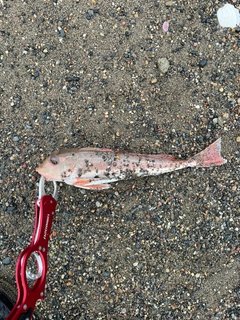 カナガシラの釣果