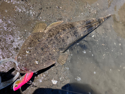 マゴチの釣果