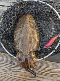 カミナリイカの釣果